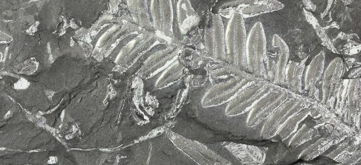 Wide Fossil Seed Fern Plate - Pennsylvania #79678